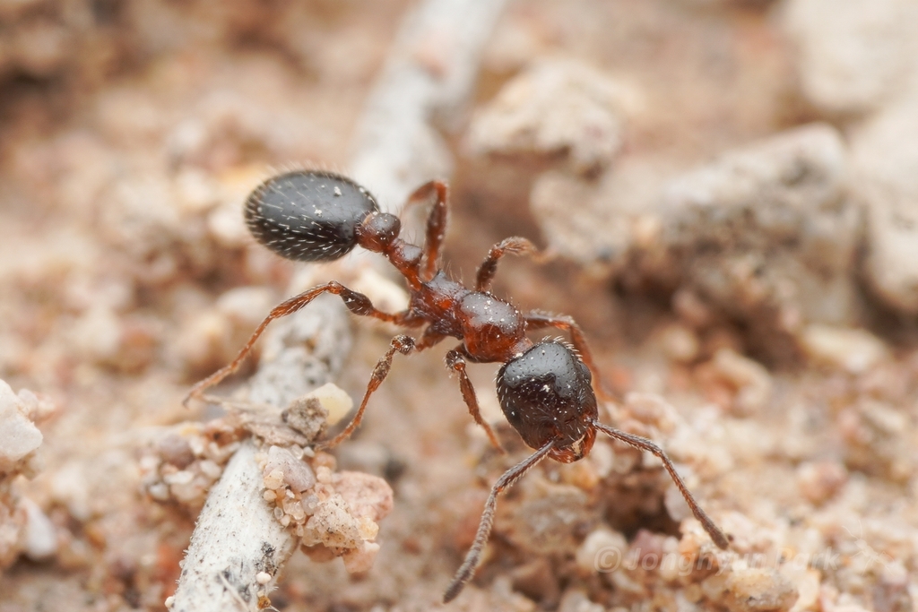 Pergande's Acorn Ant
