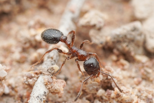 Pergande's Acorn Ant