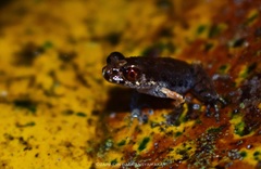 Leptobrachella gracilis