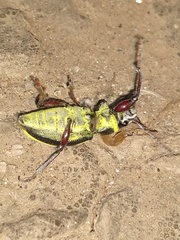 Naupactus sulphurifer