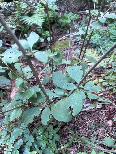 Amur barberry (Berberis amurensis)