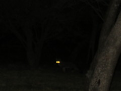 Lycalopex gymnocercus