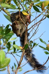 Yucatan Squirrel photo 4