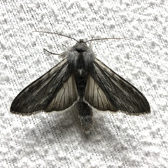 Cucullia intermedia