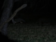 Lycalopex gymnocercus