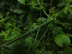 Rubia cordifolia