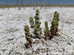 Nitrophila mohavensis