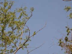 Merops viridissimus