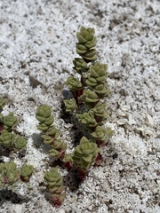 Nitrophila mohavensis