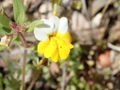 Erythranthe bicolor