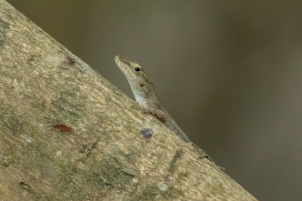 Guadeloupe Anole