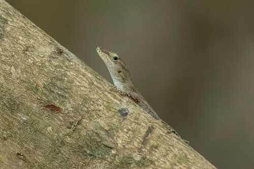 Guadeloupe Anole