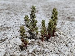 Nitrophila mohavensis