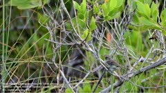 Vireo pallens