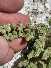 Nitrophila mohavensis