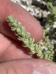 Nitrophila mohavensis