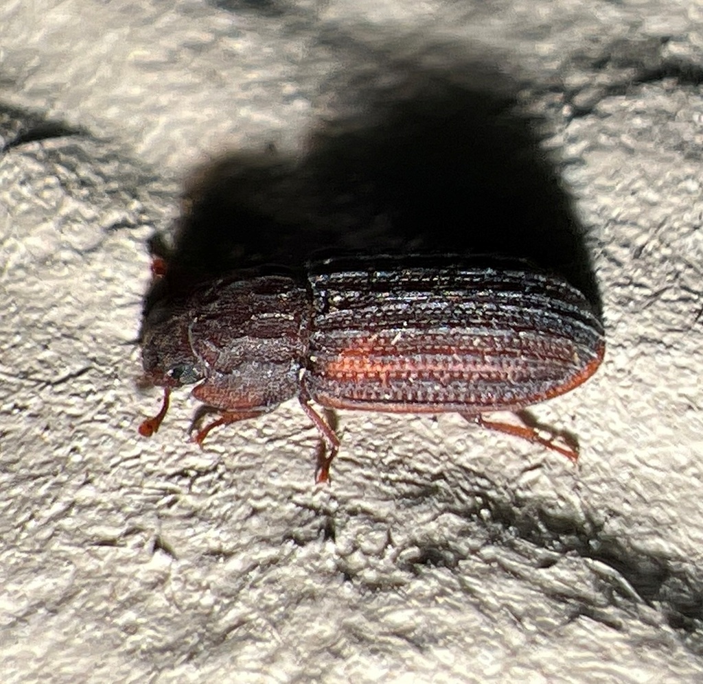 Interrupted Ironclad Beetle