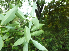 Salix tetrasperma