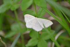Scopula floslactata