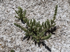 Nitrophila mohavensis