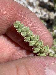 Nitrophila mohavensis