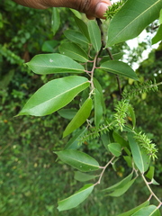 Salix tetrasperma
