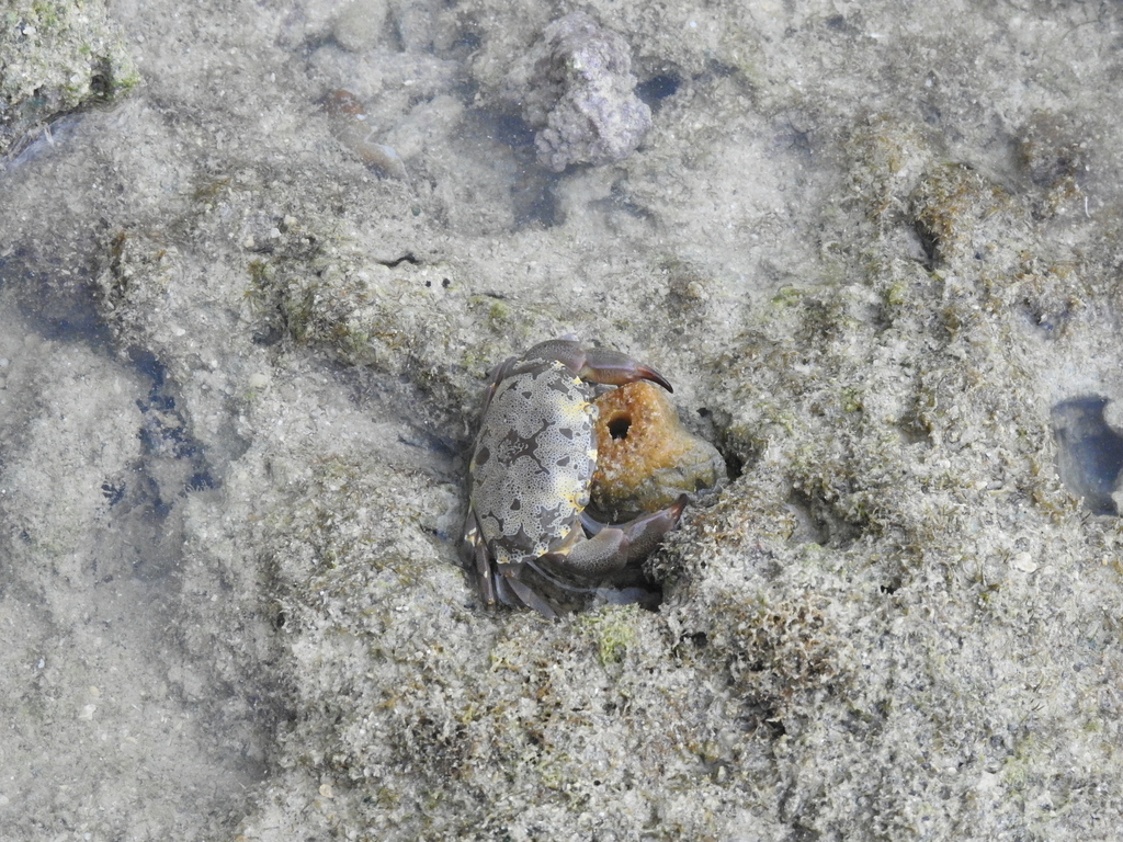 Floral Egg Crab