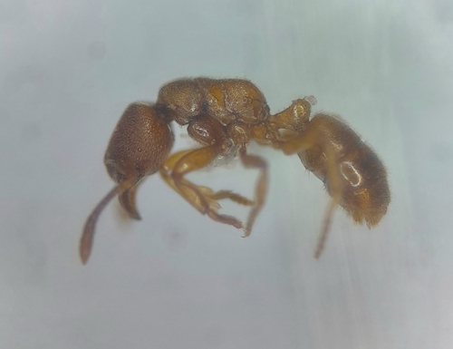 Typhlomyrmex majorTyphlomyrmex major