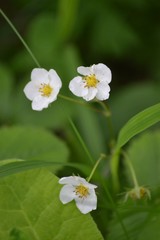 Fragaria viridis