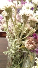 Chaenactis douglasii