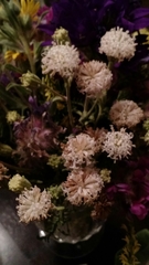 Chaenactis douglasii