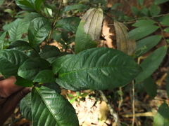 Saprosma glomerulatum