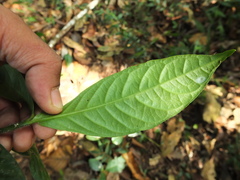 Saprosma glomerulatum