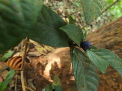 Saprosma glomerulatum