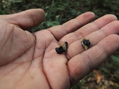 Saprosma glomerulatum