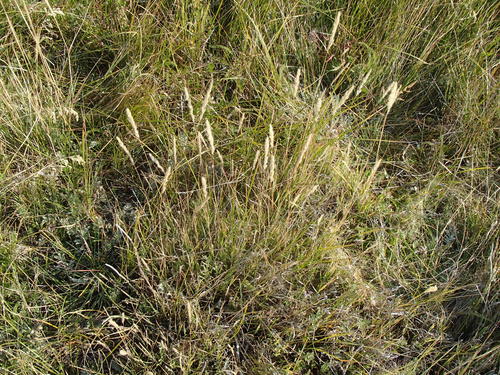 Muhlenbergia andina observed 2024-09-04