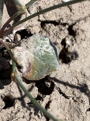 Eriogonum bifurcatum