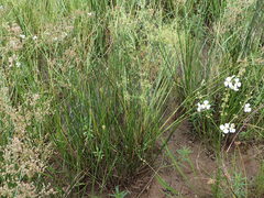 Juncus acuminatus