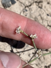 Eriogonum bifurcatum
