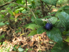 Saprosma glomerulatum