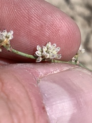Eriogonum bifurcatum