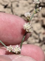 Eriogonum bifurcatum