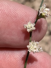 Eriogonum bifurcatum