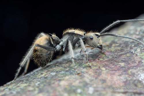 Polyrhachis obesiorPolyrhachis obesior
