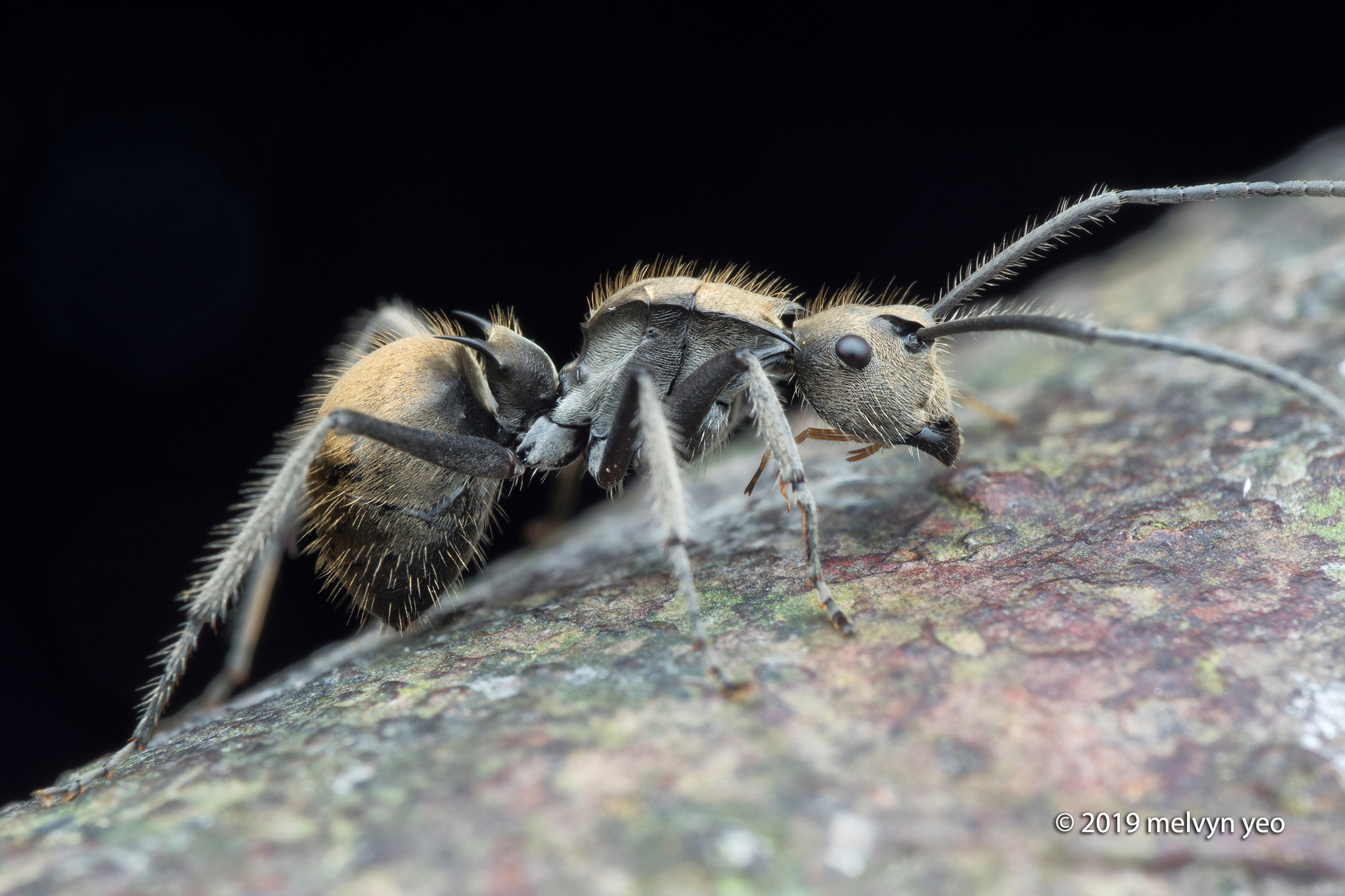 Polyrhachis obesior