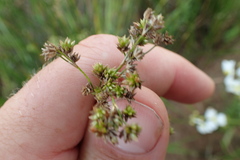 Juncus acuminatus