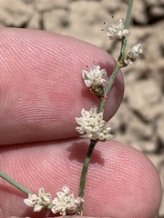 Eriogonum bifurcatum