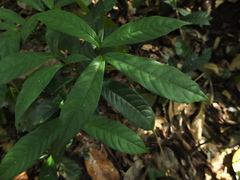 Saprosma glomerulatum