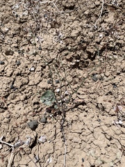 Eriogonum bifurcatum