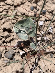 Eriogonum bifurcatum
